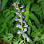 Baptisia hybrida Starlight Prairieblues